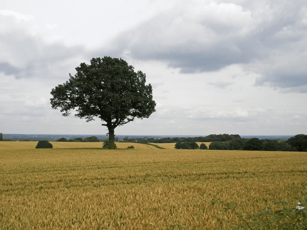 Tree on a field - pictore for a Developer tools on a desk with code on the screen article